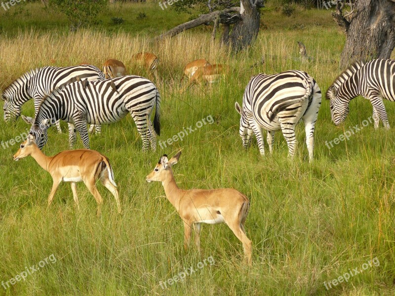 Zebras Antelope Grazing Chobe Game Park