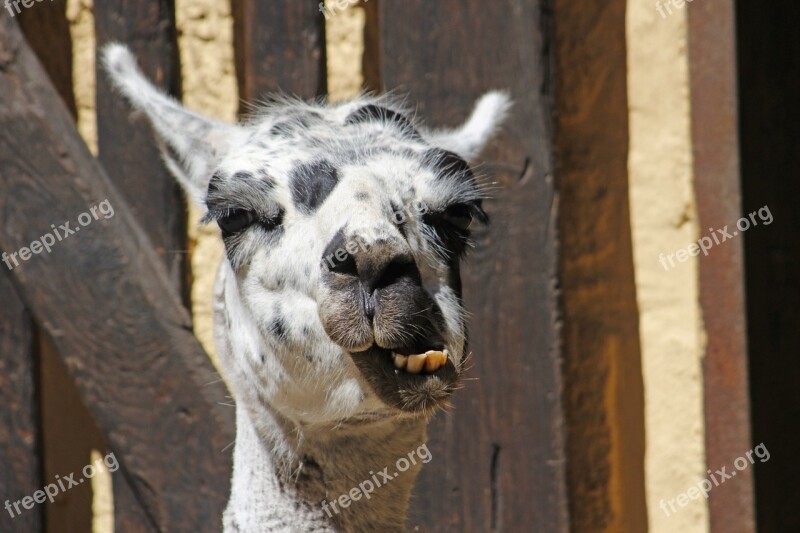 Lama Head Face Ears Zoo