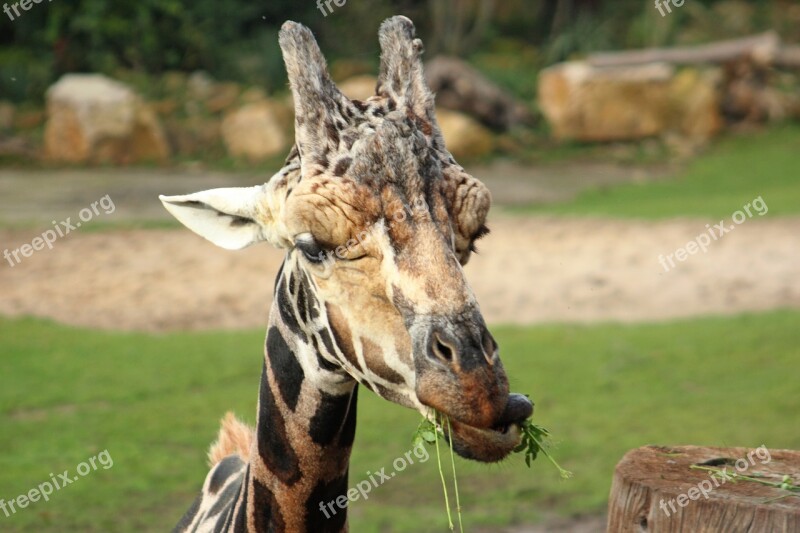 Giraffe Head Big Game Zoo Animal