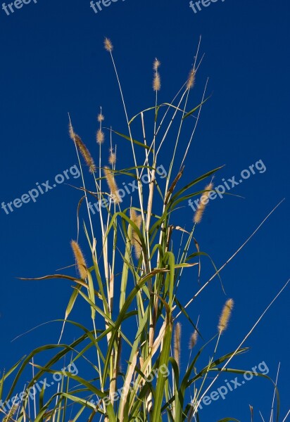 Grass Tall Giant Green Growth