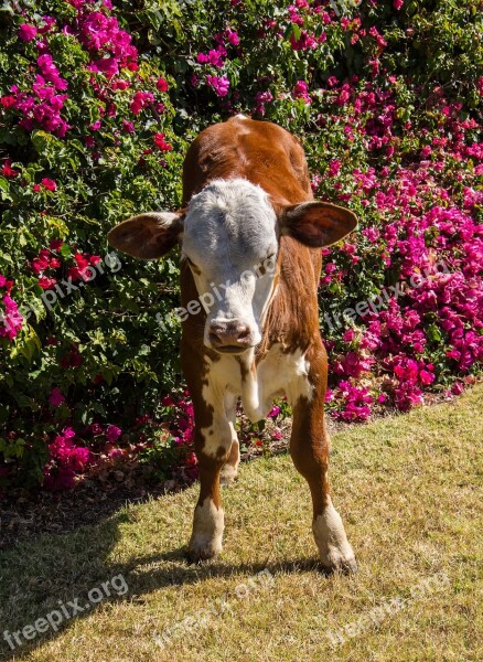 Calf Cattle Stock Brown White