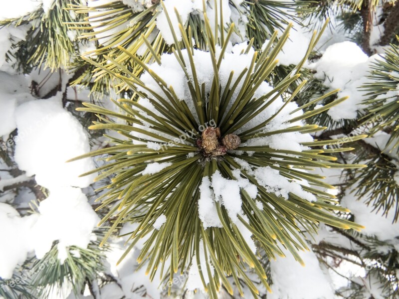 Plant Pine Tree Needles Macro