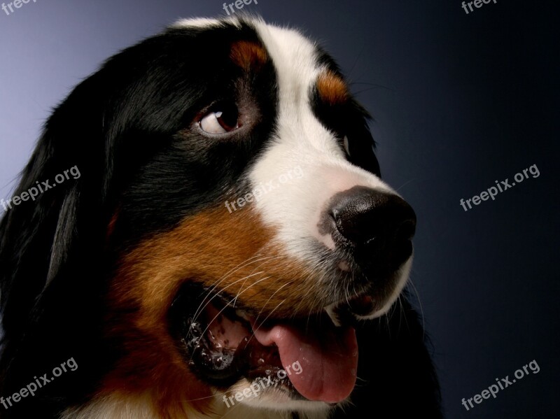 Bernese Mountain Dog Dog Animal Dear Good