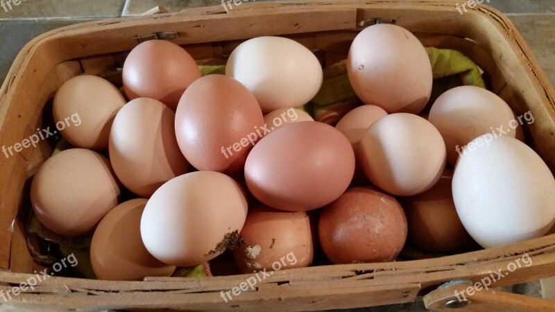 Farm Fresh Eggs Farm Fresh Eggs Food Organic