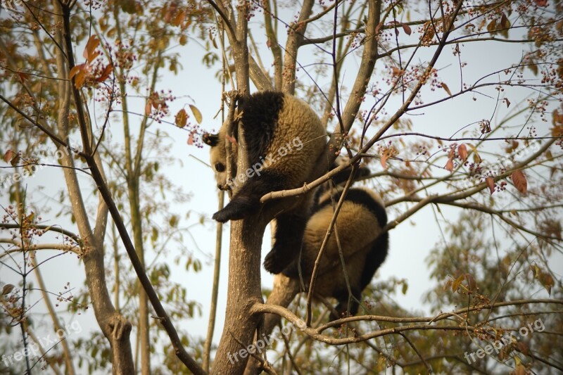 Panda Chengdu Warm Sleep Tree