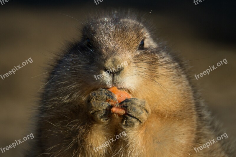 Prairie Dog Eating Cute Rodent Small