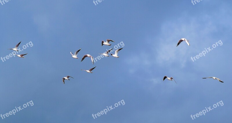 Gulls Swarm Sky Blue Flying