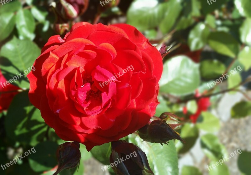 Rose Red Nice Summer Danish