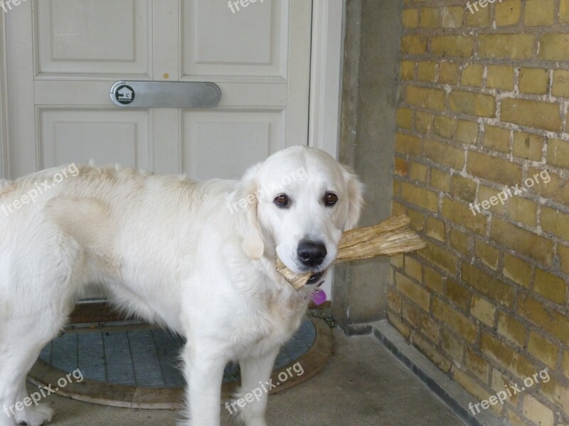 Golden Retriever Dog Hungry Pet Free Photos