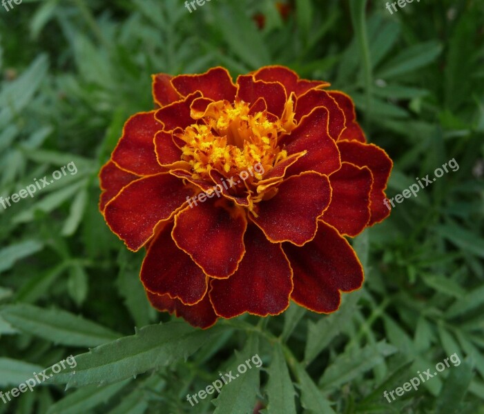 Flower French Marigold Growing Plant Orange