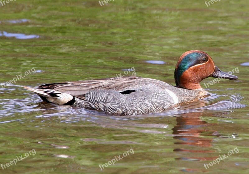 Duck Teal Swimming Green Winged