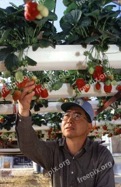 Hydroponic Strawberries Growing Produce Farming