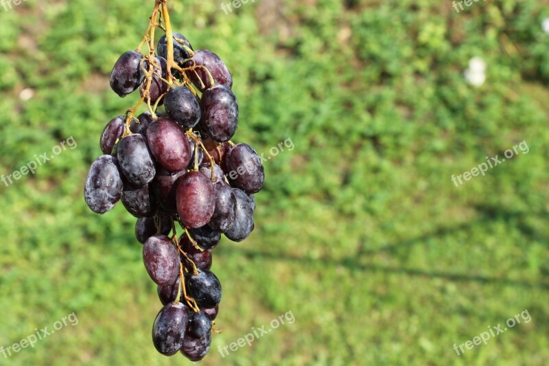 Grapes Fruit Summer Bunch Of Grapes Free Photos