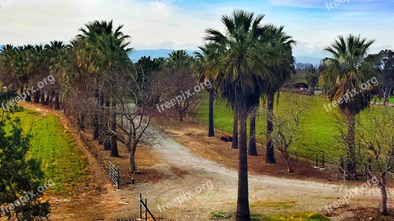 California Palm Trees Landscape Free Photos