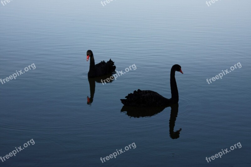 Black Swan Rare Probability Free Photos