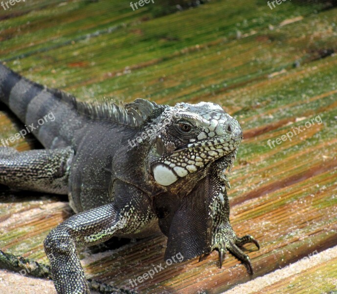 Iguana Lizard Animal Reptile Nature