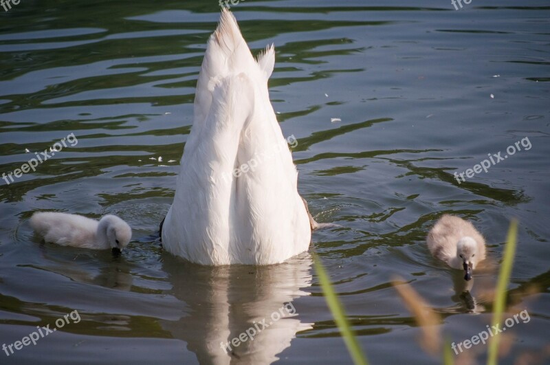 Swan Food Lake Water Free Photos