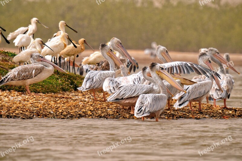 Pelican Eurasian Spoonbill Birds Africa Animal