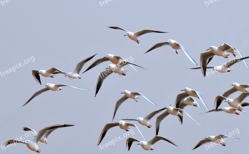 Birds Seagulls Bird Flight Sky Nature