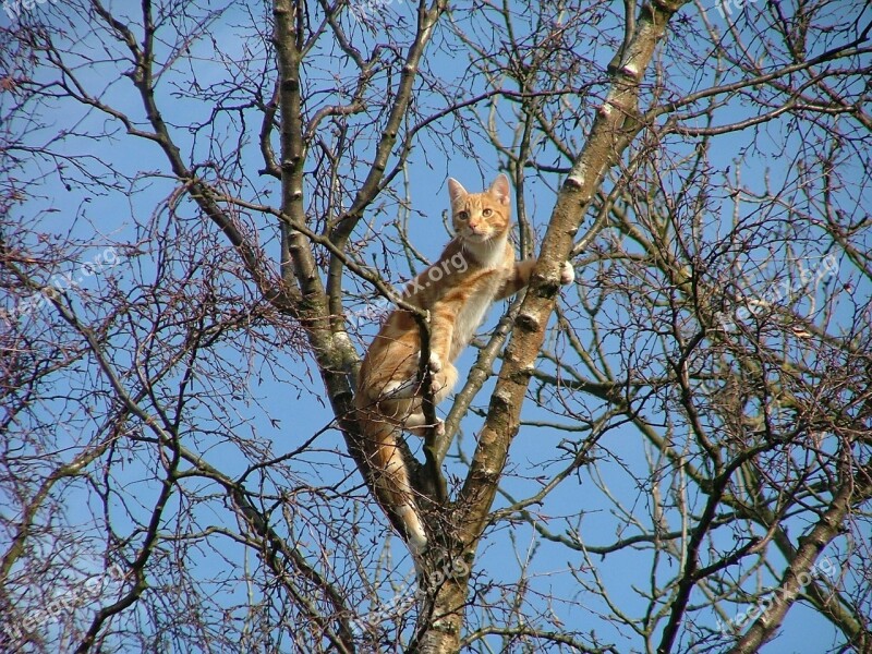 Cat Ginger Tree Stuck Blue Sky