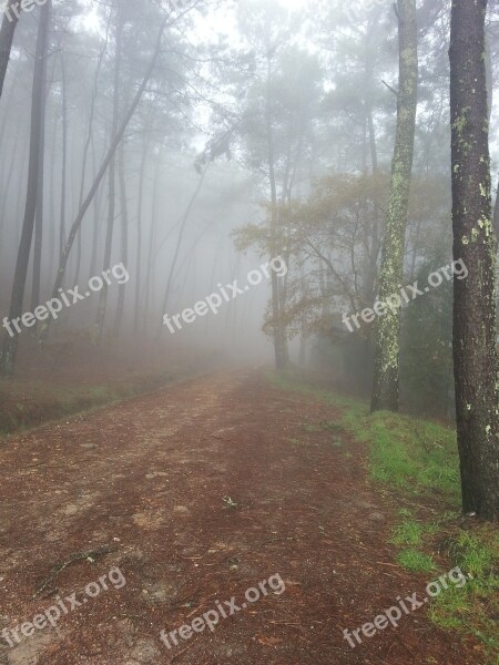 Fog Winter Forest Mystery Mountain Road