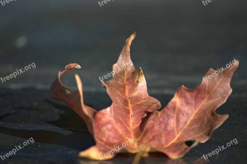 Leaf Autumn Nature Fall Red