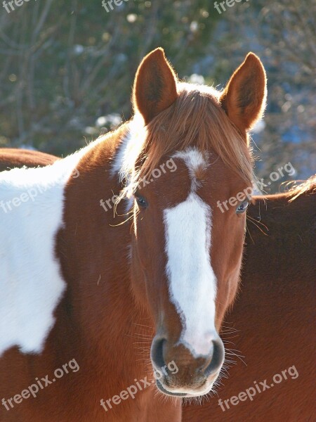 Animal Horse Equine Head From The Front