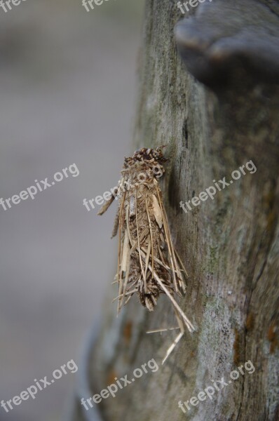 Insect Grub Bug Twigs Caterpillar