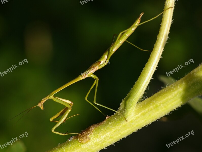 Insect Praying Mantis Mantis Green Nature