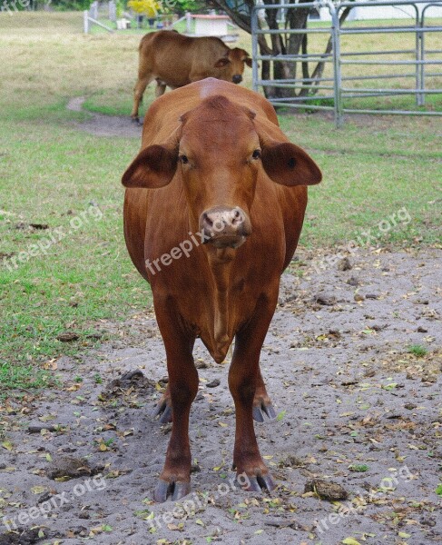 Cow Bovine Animal Cattle Farm