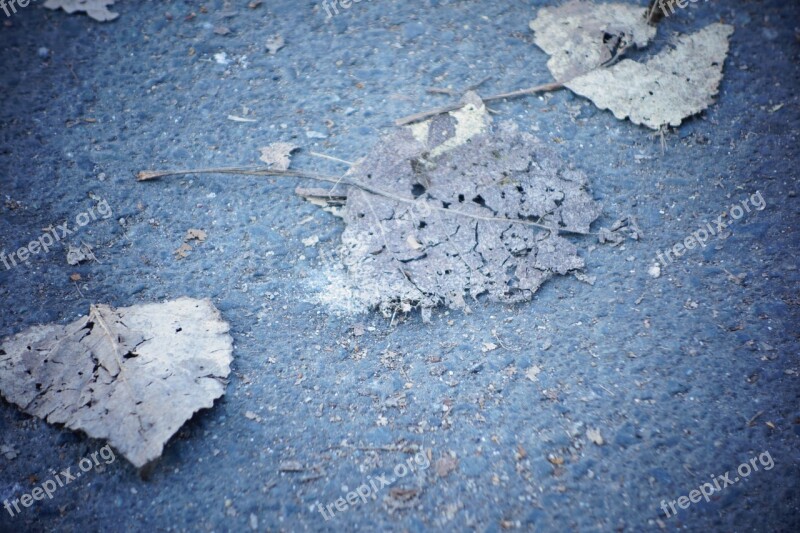 Background Autumn Leaves Nature October