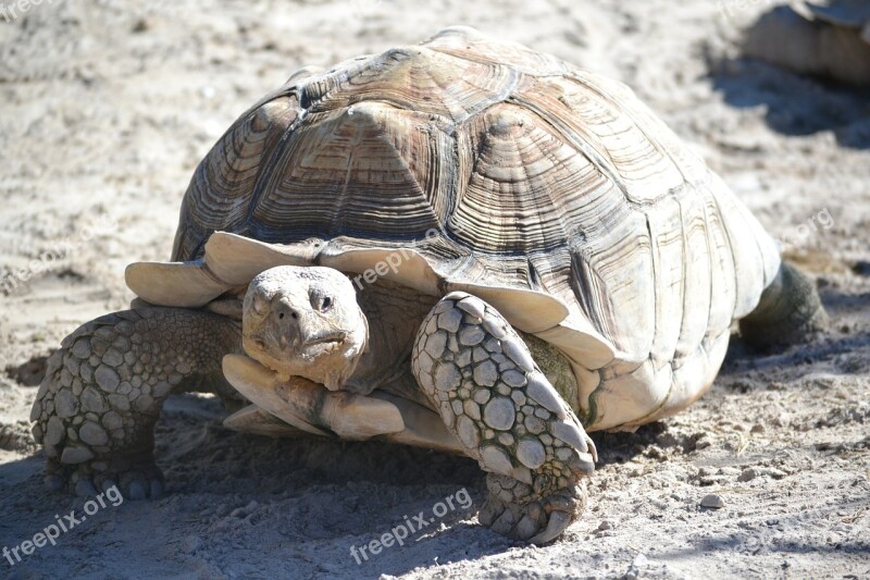 Turtle Animals Slow Shell Free Photos