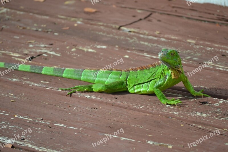 Lizard Green Lizard United States Free Photos