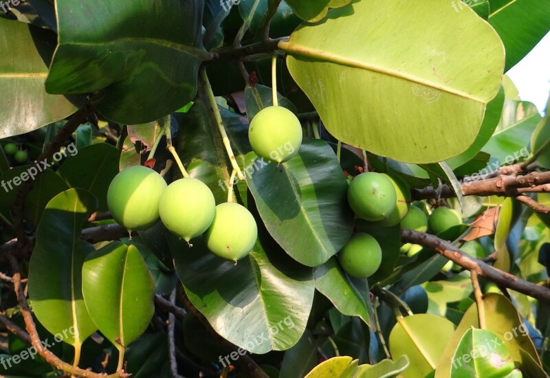 Beauty Leaf Alexandrian Laurel Fruit Nut Flora