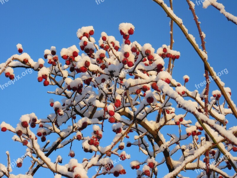 Rose Hip Wild Fruit Snow Sky Snow Crystals