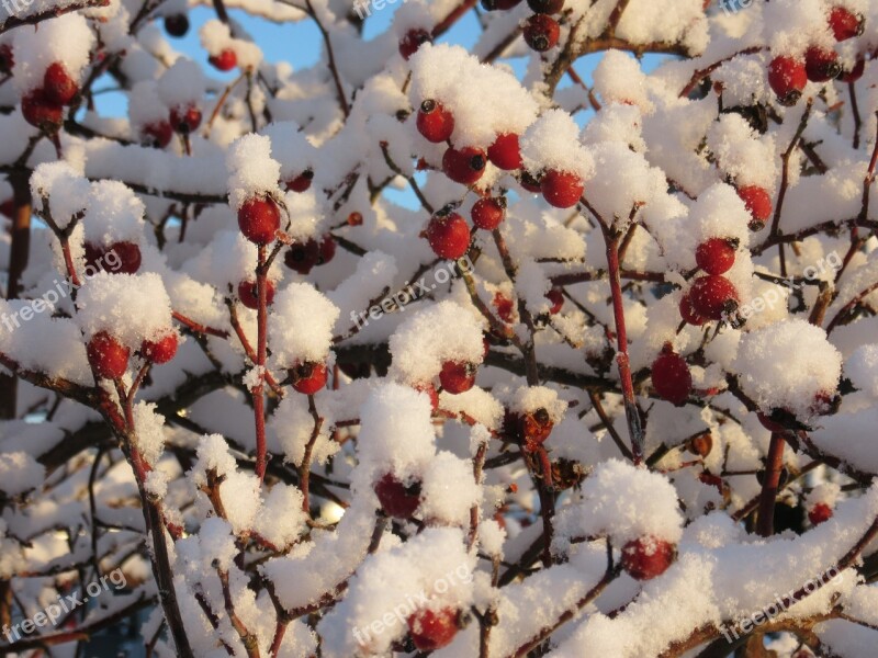 Rose Hip Wild Fruit Snow Snow Crystals Cold