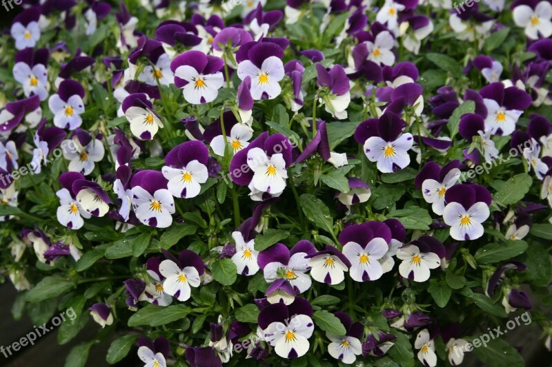 Violets White Purple Bed Flower