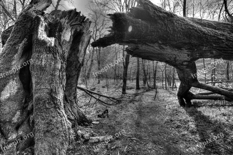 Tree Canceled Black White Mysticism Hdr