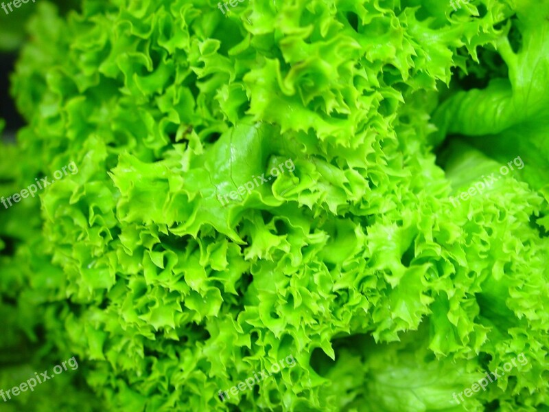 Lettuce Fresh Hydroponic Green Healthy