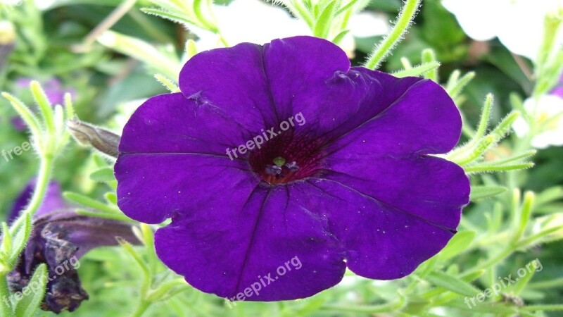 Petunia Flower Blue Plant Floral