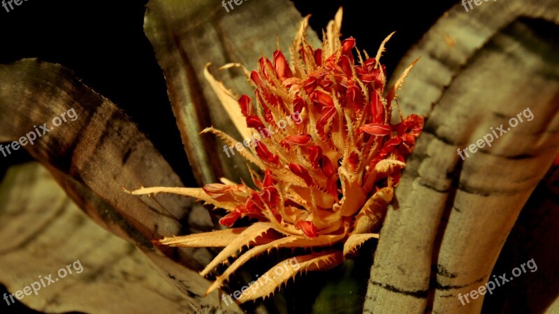 Macro Bromeliad Flower Free Photos