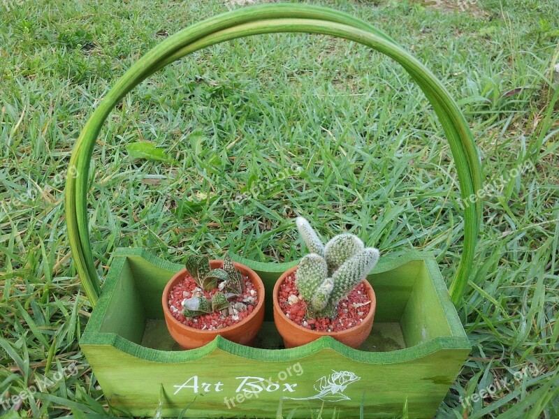 Cactus Flower Flowers Pot Potted Plant