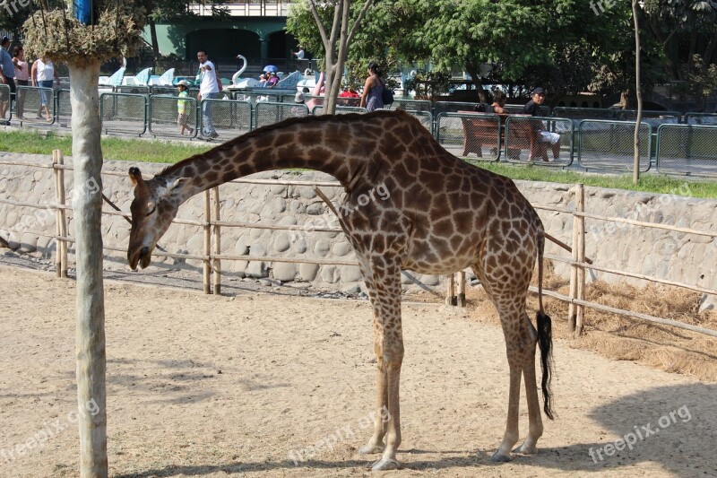 Giraffe Animal Zoo Free Photos