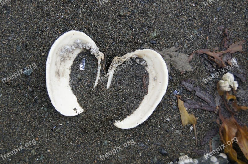 Shell Heart Sand Sea Love