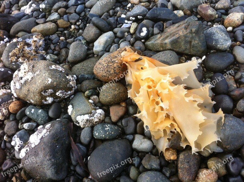 Seaweed Rocks Stones Beach Low Tide