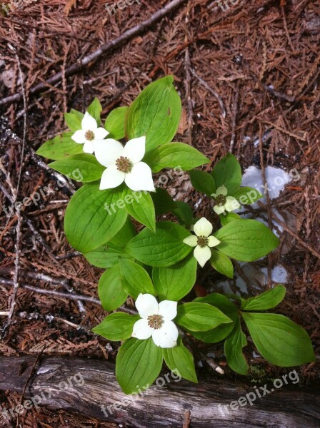 Flower Forest Floor Flora Wild Wildflower