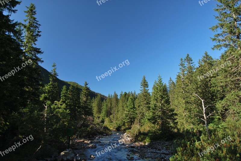 Tatry Polish Tatras The High Tatras Spruce Tree