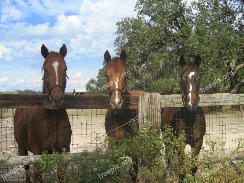 Horses Farm Fence Country Animal