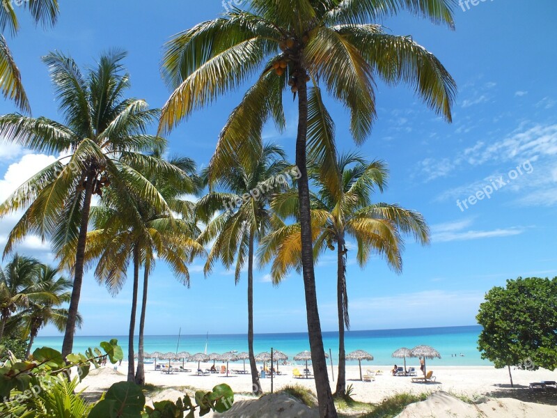 Palm Trees Beach Sand Sea Varadero