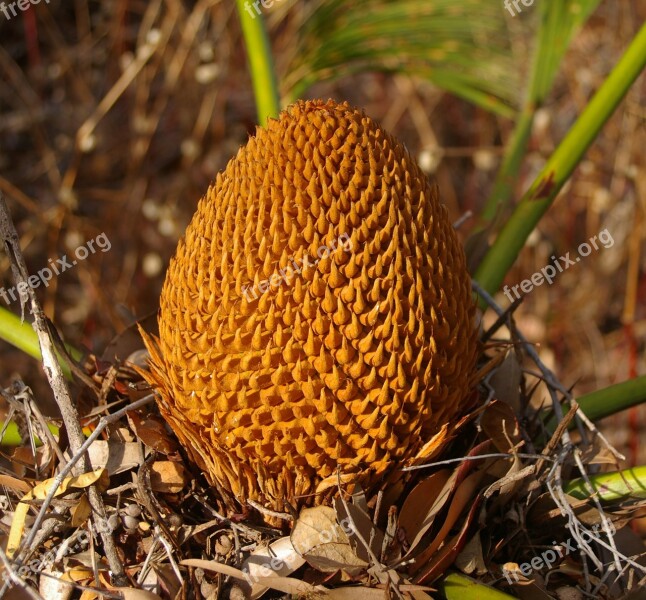 Cycad Plant Tropical Brown Botany